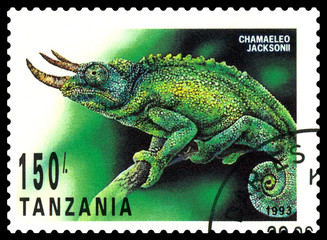 Postage stamp. Chameleon Jackson.