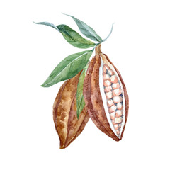 Watercolor vector cacao fruits