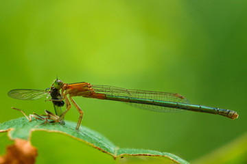 Dragonfly,insect,bug.