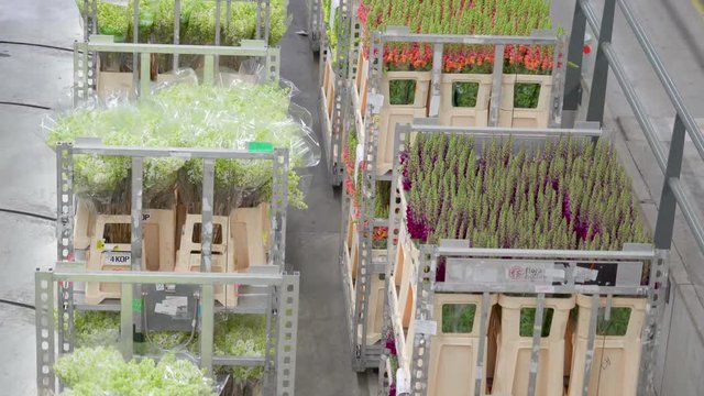 806_Hundreds_of_fresh_flowers_on_the_steel_cart.mov