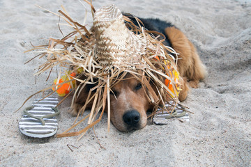 Naklejka na ściany i meble Hund mit Strohhut liegt am Strand und schläft