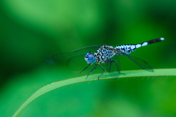 Dragonfly,insect,bug.