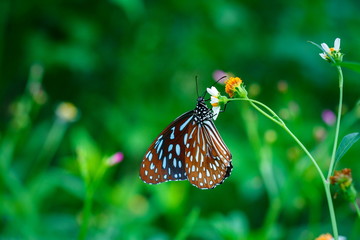 butterflies ,bug, butterfly, insect.