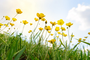 Obraz premium Yellow wild flowers on the hill