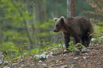 Slovenian bear © Paolo