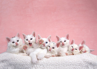 Fototapeta na wymiar Seven fluffy white kittens laying on an off white sheepskin bed looking forward, pink background. One kitten yawning and stretching, looks like asking for help