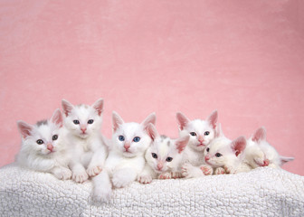 Fototapeta premium Seven fluffy white kittens laying on an off white sheepskin bed looking forward, pink background.