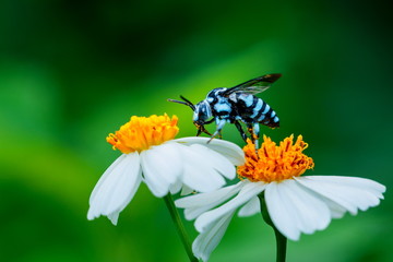 Bee on flower,bee,Insect,bug .