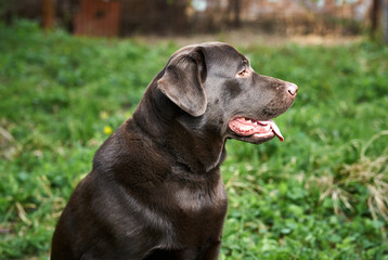 A dog labrador, a labrador sits on the grass and stuck out his tongue