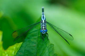 Dragonfly,insect,bug.