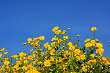 Chrysanthemum indicum Linn flowers.