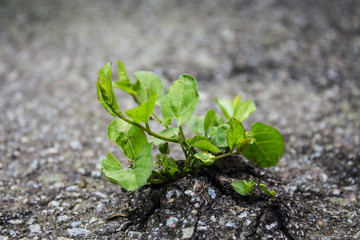 Plant grown from the asphalt road