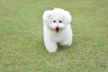 ビション・フリーゼ　老犬　右目白内障　芝生