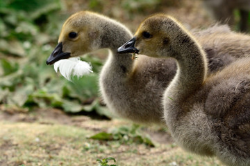 Canadian goose chicks at Duddingston Loch, Scotland