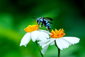 Bee on flower,bee,Insect,bug .