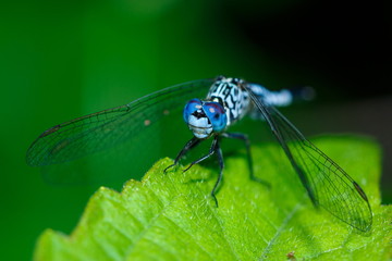 Dragonfly,insect,bug.