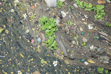 Wastewater in the canal
