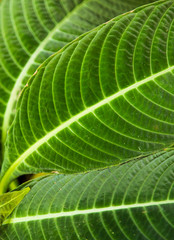 Palm leaves green background pattern