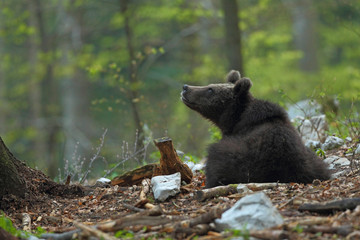 Fototapeta premium Slovenian bear