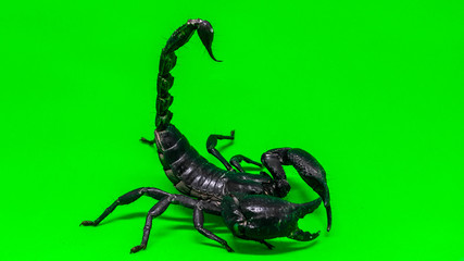 Scorpion on green background.