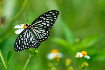 butterflies ,bug, butterfly, insect.