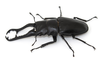 Dynastinae or beetle isolated white background