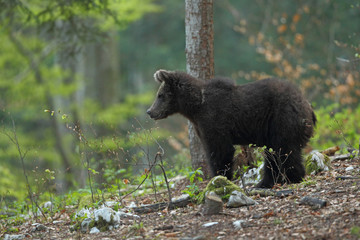 Slovenian bear