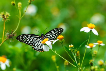 butterflies ,bug, butterfly, insect.
