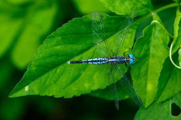 Dragonfly,insect,bug.