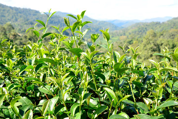 Green tea bud and fresh leaves.