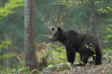 Slovenian bear © Paolo