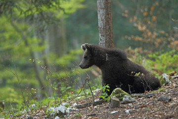 Slovenian bear © Paolo