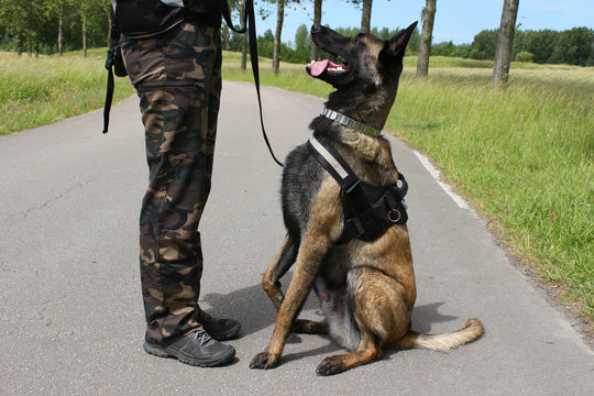 un berger belge malinois chien militaire &agrave; l'ecoute de son maitre en position assis