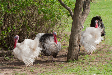 turkey male or gobbler grazing on a green grass background