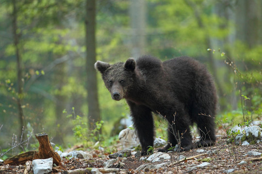 Slovenian bear