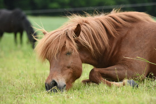 Fototapeta Islandpony auf einer Weide