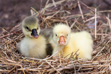 Two little domestic gosling in straw nest