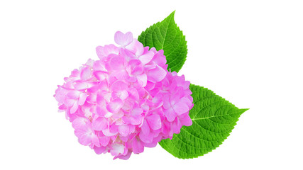 Fototapeta na wymiar Pink hydrangea flower on a white background.