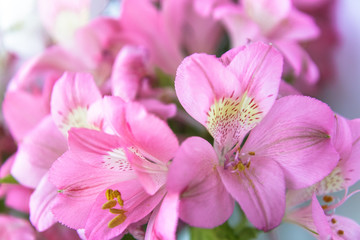 Fototapeta na wymiar Рink flowers 
