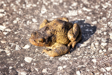 Common european toad or Bufo bufo on the asphalt road background