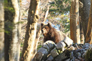 Obraz premium Slovenian bear