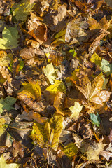 Full frame background of fall leaves piled on the ground shining in autumn sun