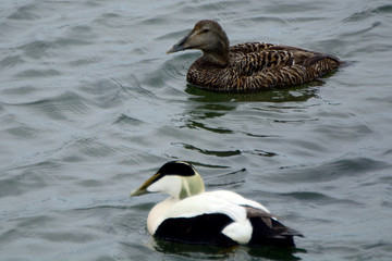 Common eiders, South Queensferry, Scotland