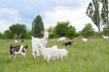 Goat with a kid is grazing on green grass