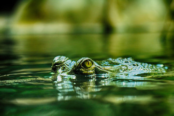 crocodile