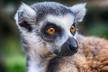 lemur monkey