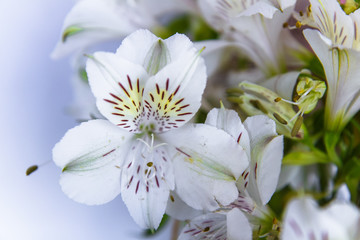 White flowers 