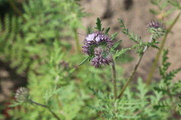 Phacelia forage crop for bees