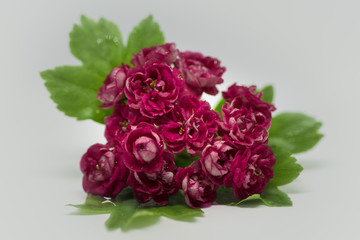 Pink flowers on white
