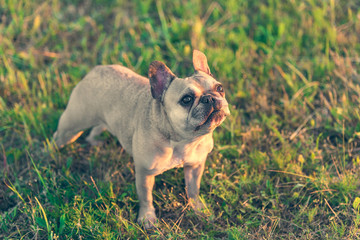 Obraz premium Photo of a French Bulldog
